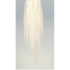 AMARANTHUS HANGING PRESERVED Bleached